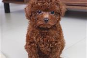 $300 : Poodle girl puppies for sale thumbnail