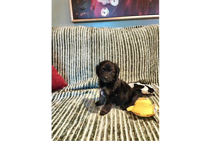 $480 : Perritos Adorables image 2