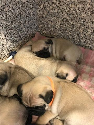 $420 : PUG PUPPIES FOR REHOMING image 1