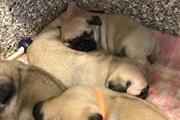 $420 : PUG PUPPIES FOR REHOMING thumbnail