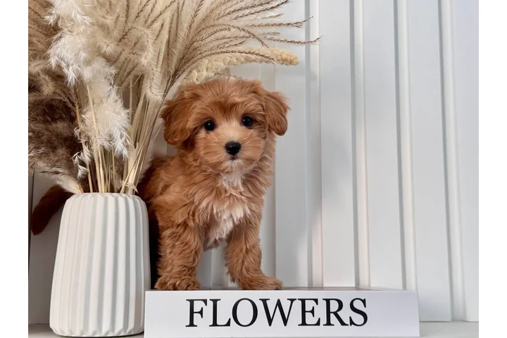 $300 : Top Healthy Maltipoo Puppies image 2