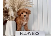 $300 : Top Healthy Maltipoo Puppies thumbnail
