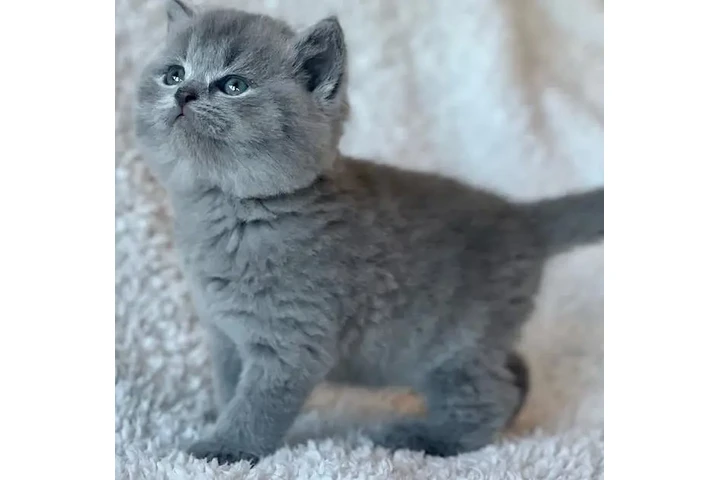 $300 : British shorthair Disponible image 2