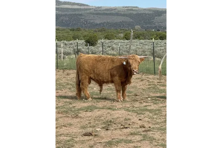 $3000 : Yellow Scottish Highland Bull image 3