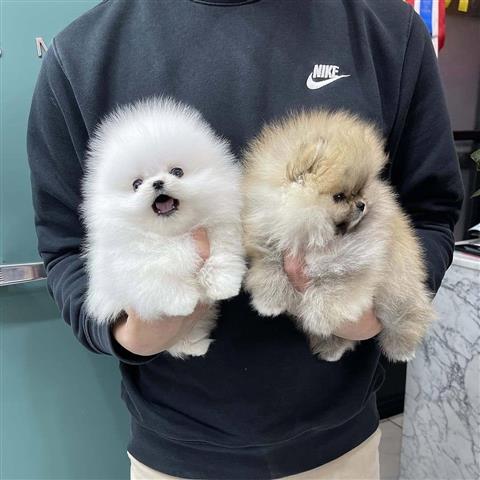 $350 : Cachorros Pomerania en venta image 2