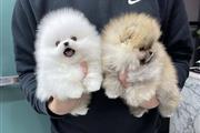 $350 : Cachorros Pomerania en venta thumbnail