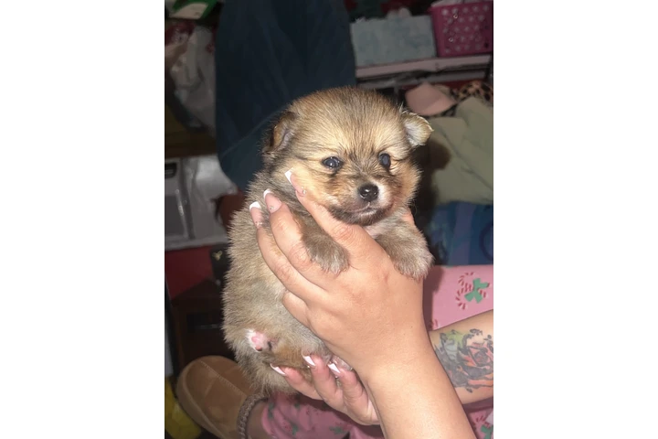 $750 : Pomeranian tea cup image 4