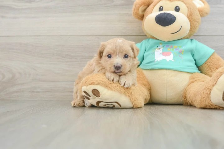 $1 : Estamos donando un Cachorro image 1