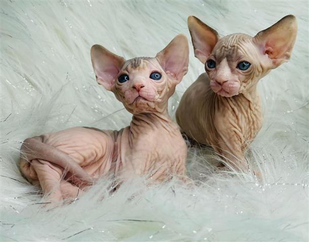 $350 : Sphinx kittens For sale image 3