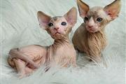 $350 : Sphinx kittens For sale thumbnail