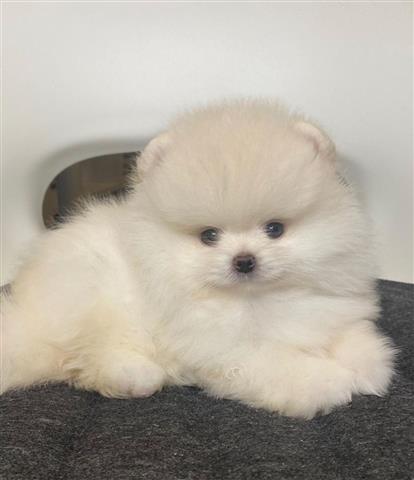 $500 : Teacup pomeranian image 5