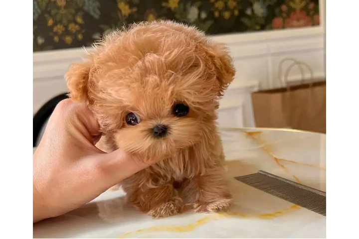 $350 : cachorros de taza de té image 1