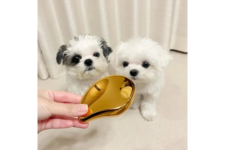 $400 : Gorgeous Malteses Puppies image 1