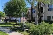 Tree Services and Landscaping thumbnail 4