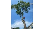 MENDOZA TREE SERVICE