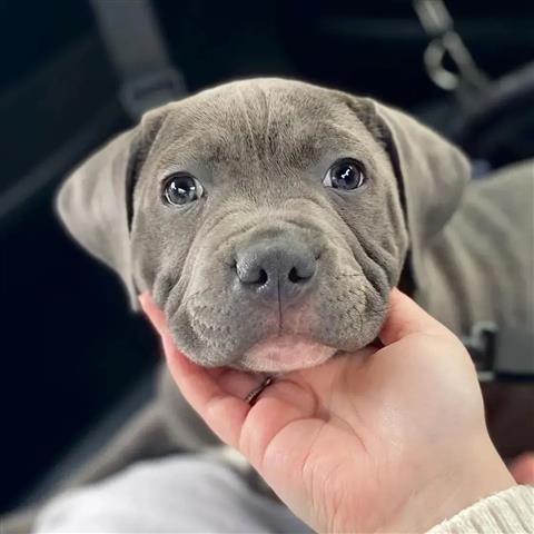 $350 : Cachorros de bulldog inglés image 4