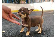 chihuahua en venta en Washington DC