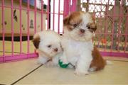 $800 : Hermosos cachorros de Shih Tzu thumbnail