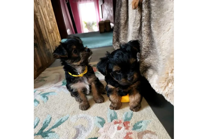 $200 : Teacup Yorkie for sale image 1