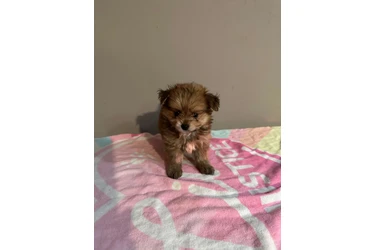 🐶 PERRITOS EN VENTA 🐶 en Los Angeles