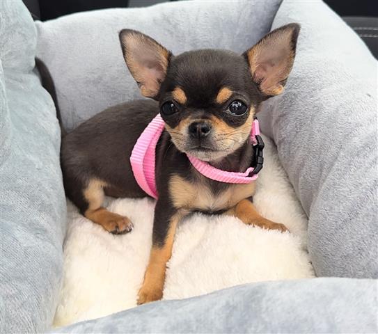 $300 : Mini Chihuahua pup for sale image 2