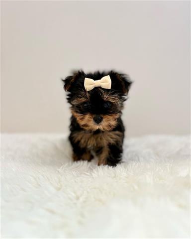 $350 : Yorkies a la venta image 1