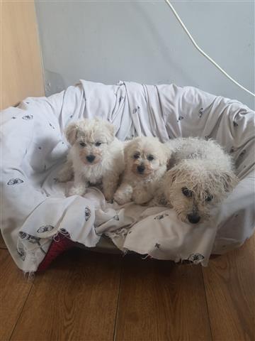 $800 : Adorable Maltese Puppies image 1