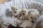 Adorable Maltese Puppies en Los Angeles