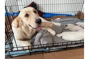 Cachorros Golden Retriever en Atlanta