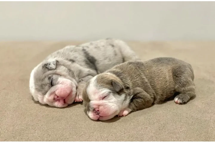$350 : Cachorros Bulldog Inglés image 2