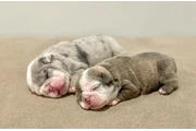$350 : Cachorros Bulldog Inglés thumbnail