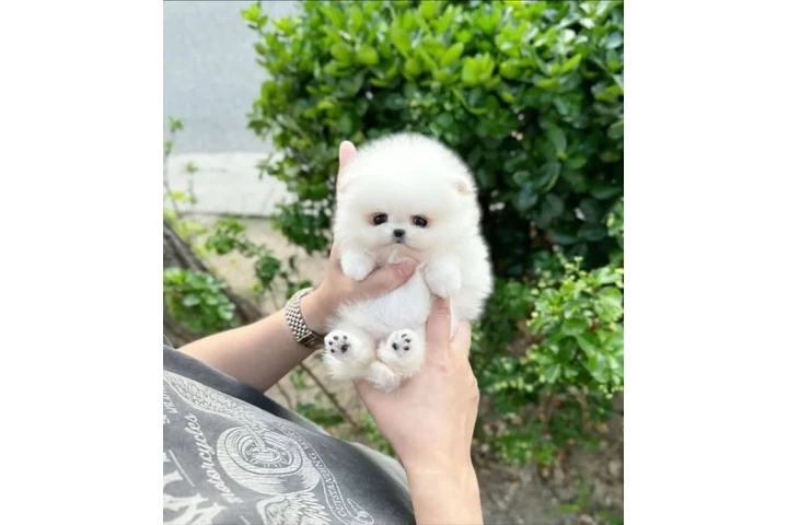 $350 : Pomerania en venta image 3