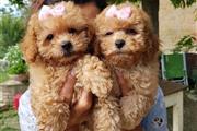 $190 : Mini Poodle NENA de 8 Semanas thumbnail