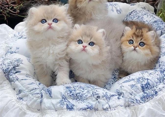 $250 : Ragdoll Kittens For Sale image 2
