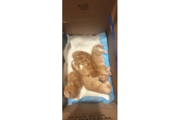 $10 : Gatitos image 3