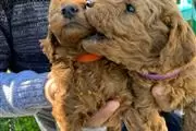 GOLDENDOODLE DOG MALE FEMALE en Los Angeles