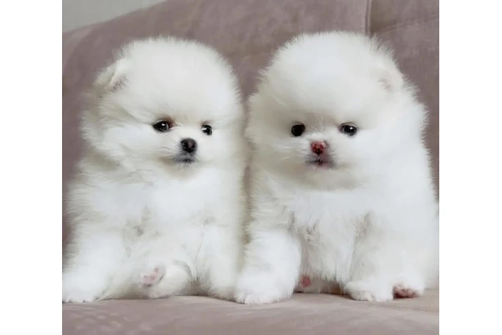 $350 : cachorros pomerania image 1