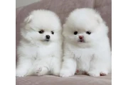 cachorros pomerania en Poplar Bluff