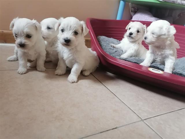 $650 : maltese puppies for rehoming image 3