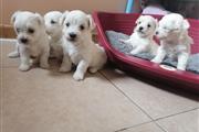 $650 : maltese puppies for rehoming thumbnail