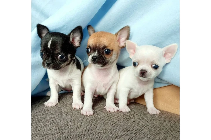 $250 : Chihuahua puppies for sale image 2