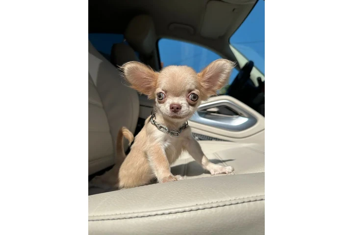 $250 : Chihuahua teacup puppies ❤️ image 8