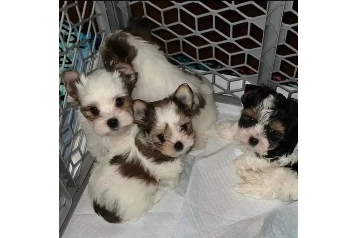 $600 : Hermoso y lindo T.E.A.C.-U.-P. image 4