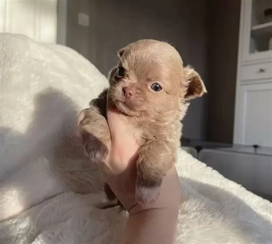 $300 : Teacup Chihuahua puppy for sal image 1