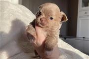Chihuahua puppy for adoption en Miami