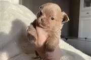 Teacup Chihuahua puppy for sal en Miami