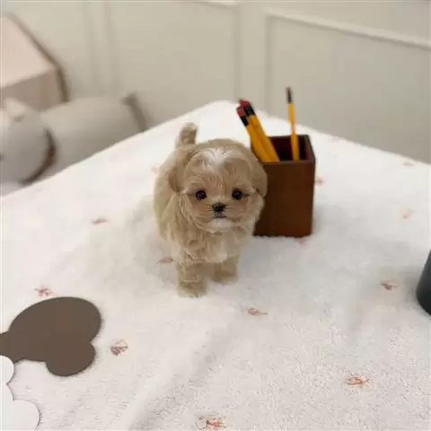 $400 : Teacup maltipoo puppy for sale image 1