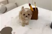 Teacup maltipoo puppy for sale en Indianapolis