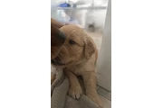 $1300 : Golden Retriever thumbnail