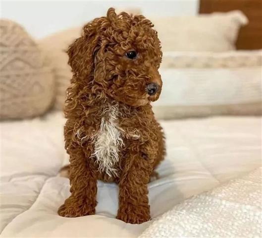 $430 : Goldendoodle puppies for sale image 2